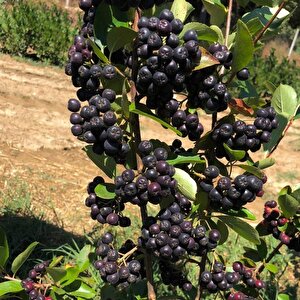 Bedava Kargo Nero Siyah Aronya Aronia Chokeberry Fidesi Paper Potta (15-20 Cm) 5 Adet