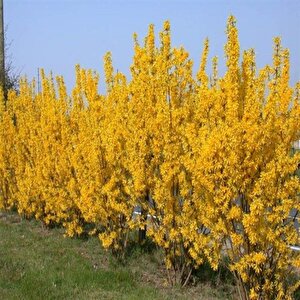 Forsythia × İntermedia Soğuklara Dayanıklı Sarı Çiçek Açan Altın Çanı  Fidanı (70-120 Cm )