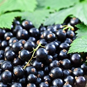 Tüplü Salkım İri Meyveli Booskop Giant Frenk Üzümü Fidanı