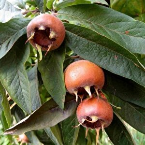 Tüplü İri Meyveli Jumbo Döngel Muşmula Fidanı (120-180 Cm)