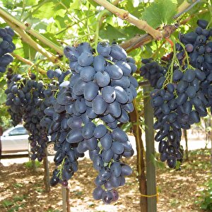 Tüplü Çekirdeksiz Siyah Hatun Parmağı Üzüm(asma-bağ) Fidanı