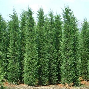 Tüplü Leylandi Fidanı 10cm-20cm (120 Adet)