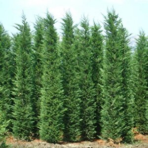 Tüplü Leylandi Fidanı 10cm-20cm (120 Adet)