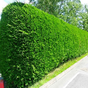 Tüplü Çit Mazı Fidanı (50 Adet)