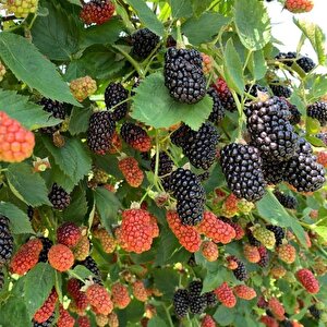 Tüplü Yüksek Verimli Arapaho Böğürtlen Fidanı