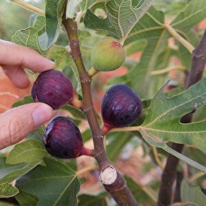 Soğuklara Dayanılı Ficus Carica Ronde De Bordeaux İncir Fidanı Kendine Verimli