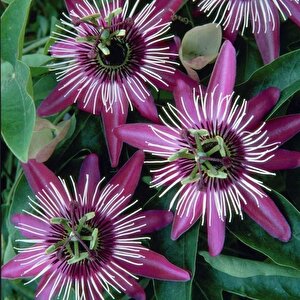 Tüplü Soğuklara Dayanıklı Pembe Çiçekli Passiflora Victoria Çiçeği Fidanı
