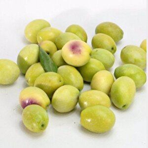 Ayvalık Edremit Zeytin Fidanı