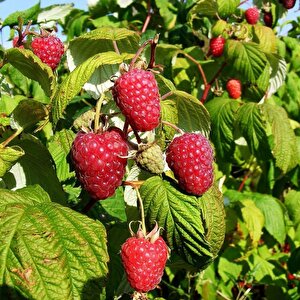 Tüplü İri Meyveli Yüksek Verimli Polka Ahududu Fidanı