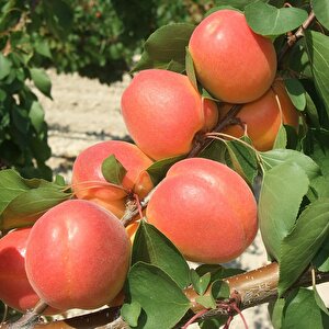Tüplü Zaiges Scarlet Moon Kayısı Fidanı (5-6 Yaş 200-300 Cm)