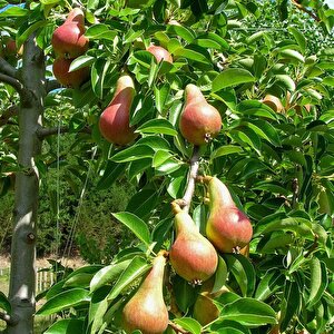 Tüplü Ödüllü Yarı Bodur Carmen Armut Fidanı
