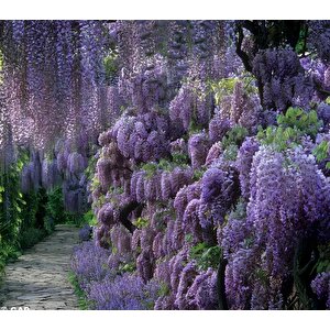 Tüplü Yoğun Kokulu Wisteria Sinensis Mor Salkım Fidanı (30-50 Cm) 10 Adet