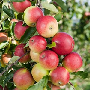 Tüplü Kokulu Yarı Bodur Amasya Misketi Elma Fidanı