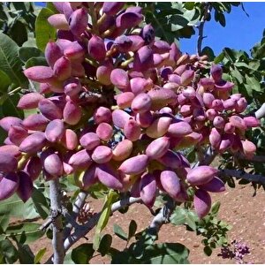 Tüplü Amerikan Ucb1 Anacına Aşılı Sahilde Yetişebilen Fıstığı Fidanı (8 Dişi 2 Erkek )