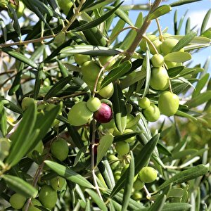 Gemlik Salamuralık Trilye Zeytin Fidanı