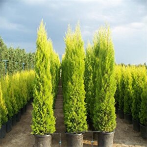 Sınırlı Stok Tüplü Limoni Servi Fidanı (50 Adet 20-40 Cm)