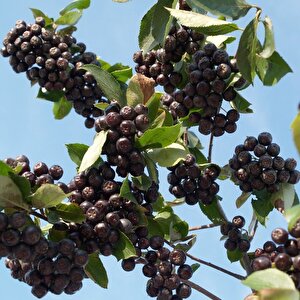 Bedava Kargo Nero Siyah Aronya Aronia Chokeberry Fidesi Paper Potta (15-20 Cm) 100 Adet