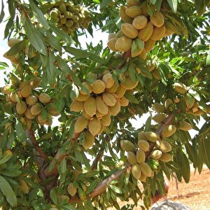 Tüplü Kendine Verimli Yarı Bodur Marta Badem Fidanı