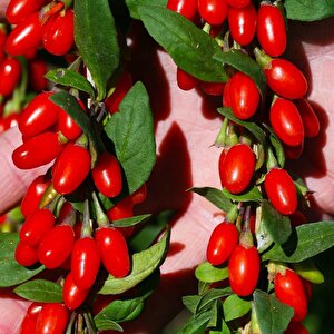Soğuklara Dayanıklı Bodur Lycium Barbarum Littel Bodur Goji Berry Fidanı