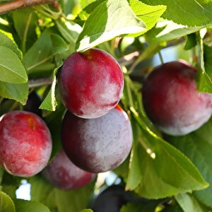 Tüplü Yarı Bodur Primetime Erik Fidanı