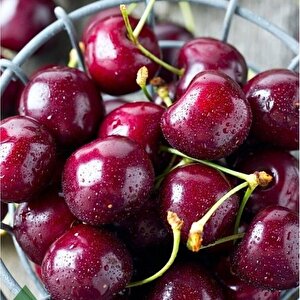 Tüplü Tam Bodur 0900 Ziraat Kiraz Fidanı