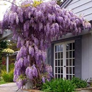 Tüplü Yoğun Kokulu Wisteria Sinensis Mor Salkım Fidanı (40-60 Cm)