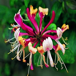 Tüplü Lonicera Periclymum 3 Renkli Kokulu Hanım Eli Fidanı(40-60 Cm)