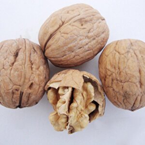 Tüplü Bilecik Salkım Ceviz Fidanı