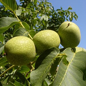Tüplü Bilecik Salkım Ceviz Fidanı