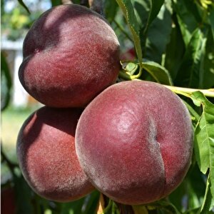 Tüplü Royal Gem Şeftali Fidanı