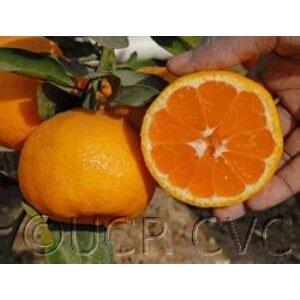 Tüplü Yarı Bodur Miho Wase Mandalin Fidanı