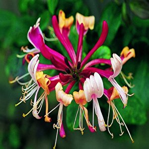 Tüplü Lonicera Periclymum 3 Renkli Kokulu Hanım Eli Fidanı(100-150 Cm)