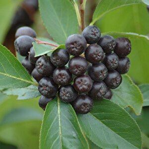 Viking Siyah Aronya Aronia Chokeberry Fidanı (10-20 Cm) 10 Adet