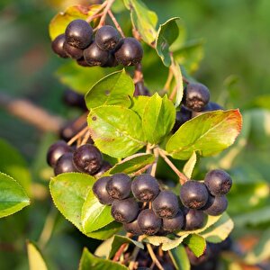 Viking Siyah Aronya Aronia Chokeberry Fidanı (10-20 Cm) 10 Adet
