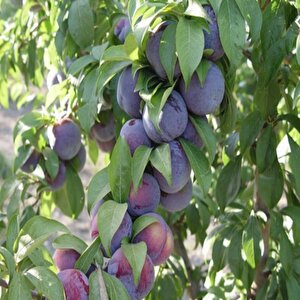 Tüplü Original Sun Erik Fidanı