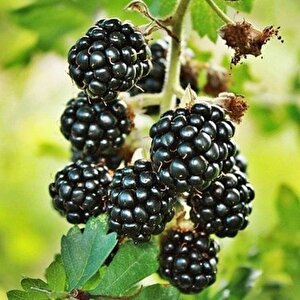 Tüplü Dikensiz Jumbo Böğürtlen Fidanı