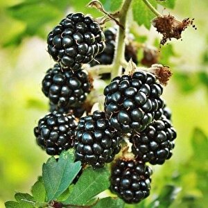 Tüplü Dikensiz Jumbo Böğürtlen Fidanı