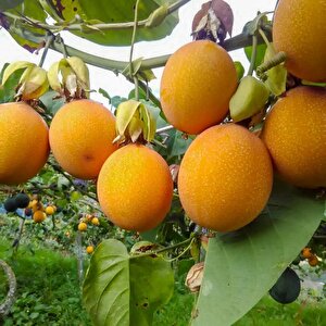 Tüplü Dona Dayanıklı Passiflora Ligularis (sweet Granidalla) Fidanı
