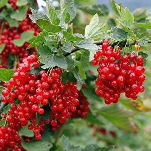 Tüplü Kırmızı Red Lake Frenk Üzümü Fidanı