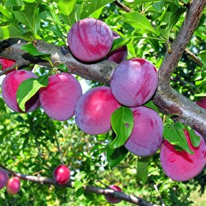 Tüplü Yarı Bodur Red Beauty Erik(japon Eriği) Fidanı