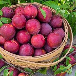 Tüplü Yarı Bodur Red Beauty Erik(japon Eriği) Fidanı