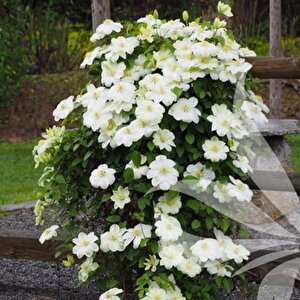 Multi Çiçekli Guernsey Cream  Clematis Orman Asması Çiçeği Fidanı (5-10 Cm)