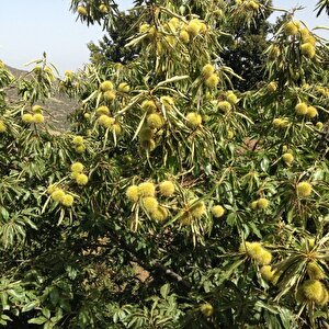 Tüplü Yüksek Aromalı Aşılı Sarı Aşılama Kestane Fidanı