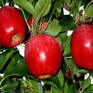 Tüplü Tam Bodur Bodur Buckeye Gala Elma Fidanı