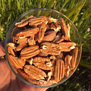 Tüplü Çok Yaşlı Sahil Pikan Cevizi Fidanı(100-150 Cm)