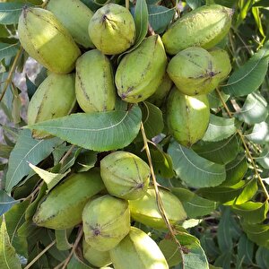 Tüplü Çok Yaşlı Sahil Pikan Cevizi Fidanı(100-150 Cm)