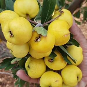 Tüplü Aşılı İri Meyveli Belen Sarı Alıç Fidanı(20-40 Cm)
