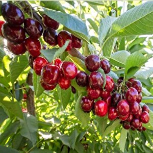 Tüplü Yarı Bodur Premier Giant İri Meyveli Erkenci Kiraz Fidanı