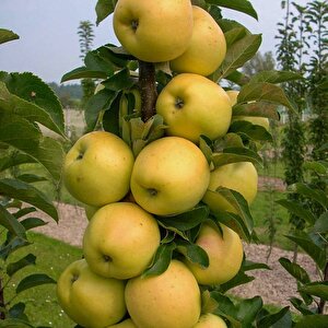 Tüplü Tam Bodur Golden Elma Fidanı