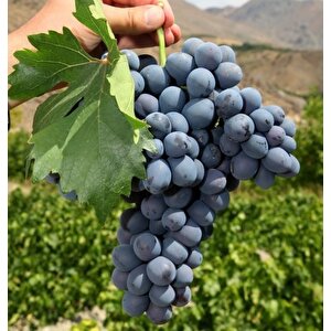 Tüplü Soğuklara Dayanıklı Yemesi Mükemmel Erzincan Cimin Üzümü Fidanı